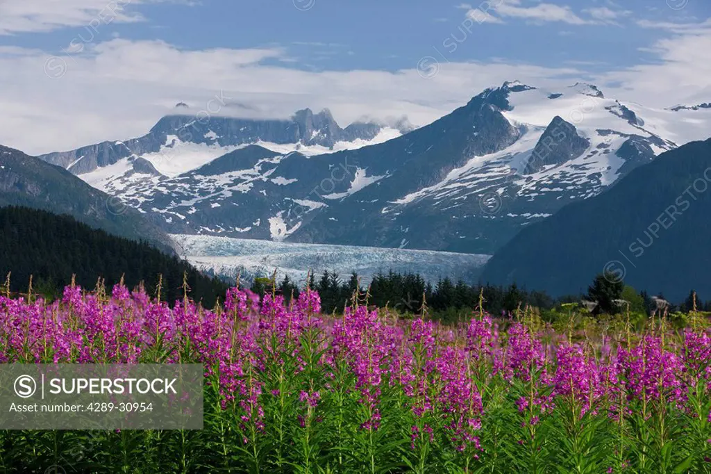 Scenic view of Mendenhall Glacier with Fireweed in the foreground, Tongass National Forest in Southeast Alaska during Summer