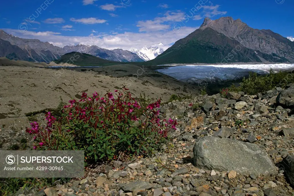 Scenic of Wildflowers w/Root Glacier SC AK Spring/nWrangell_St Elias NP
