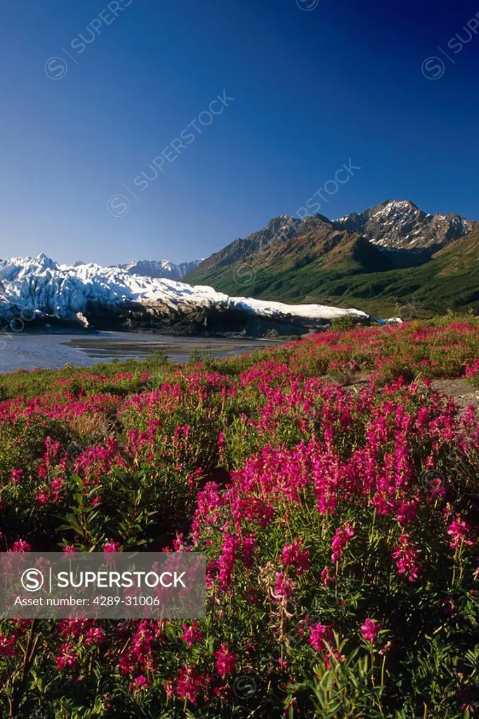 Matanuska Glacier w/Wild Sweet Pea Blooms SC Alaska Summer Chugach Mtns