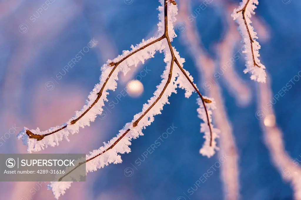 Detail of birch trees covered with hoarfrost, winter, Russian Jack Park, Anchorage, Alaska.