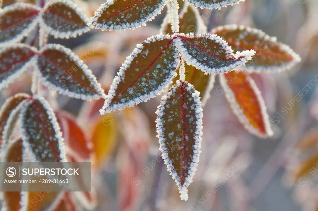 The combination of dry weather and extremely cold temperatures created the frosty lining on these leaves in October in Fairbanks, Interior Alaska