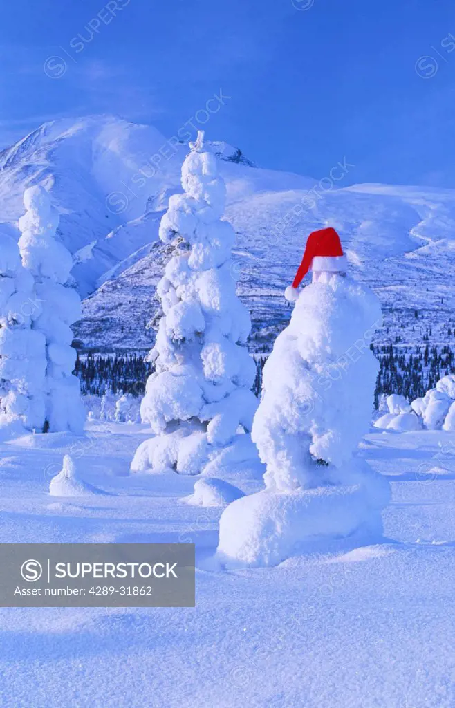 Santa Hat on Snow covered Tree Gunsight Mtn SC Alaska winter scenic