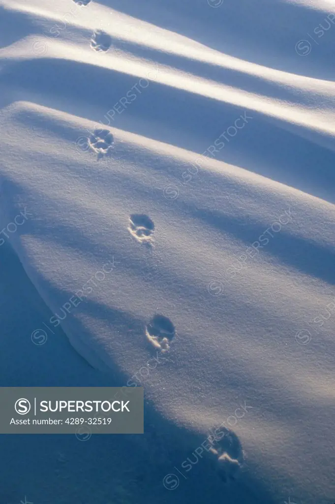 Wolf Tracks in Fresh Snow Winter Southcentral AK