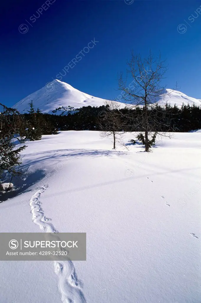 Porcupine Tracks In Snow Chugach Mtns SC AK Winter