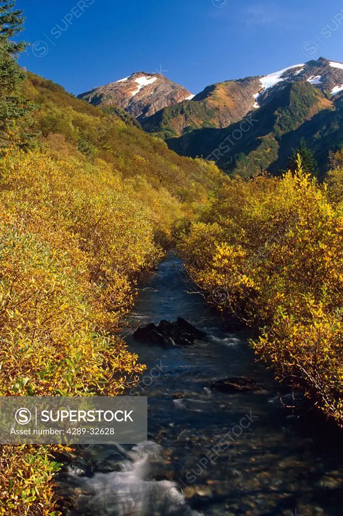 Gold Creek flows near Perserverance Trail through Autumn forest Coast Mtns Juneau Alaska Tongass NF