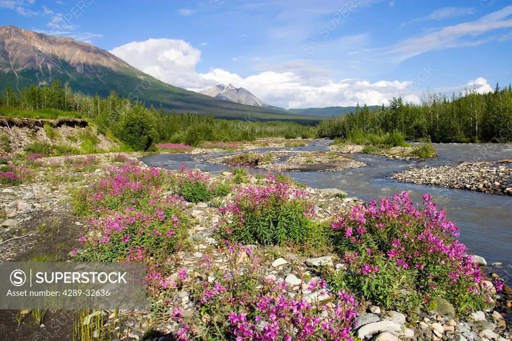Spring flowers along McCarthy Creek McCarthy Wrangell_St. Elias National Park Alaska Southcentral spring
