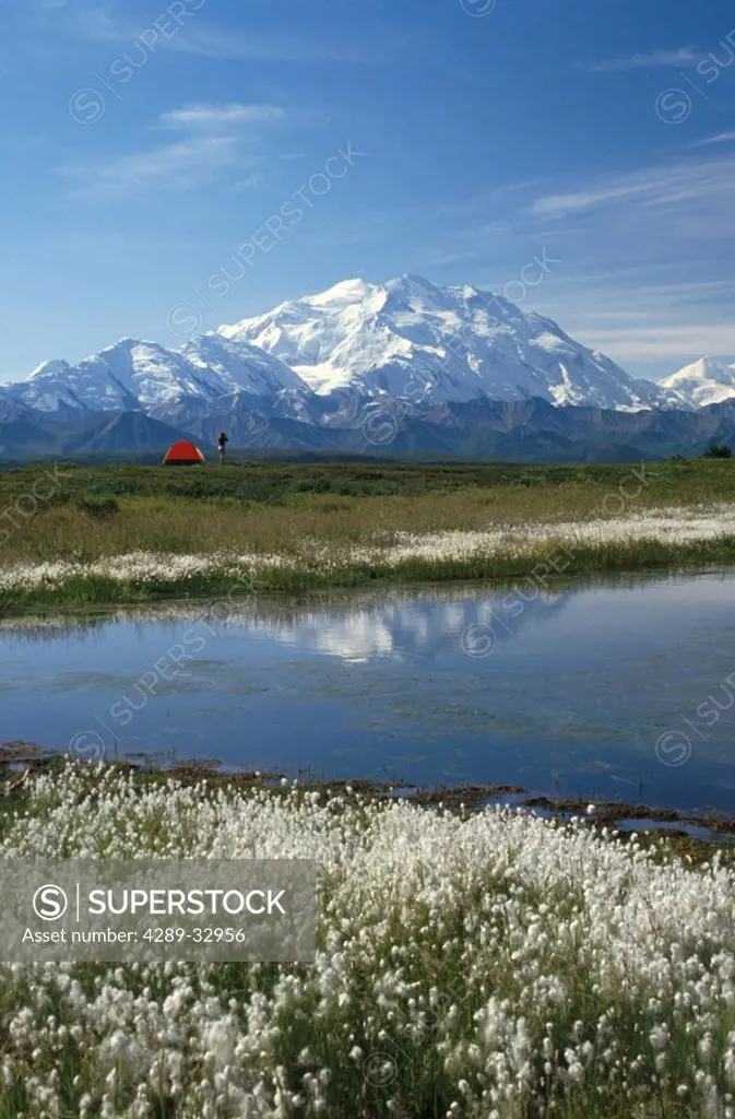 Mt McKinley Reflection Pond Denali Natl Park Summer AK Tent Camping Interior White Flowers