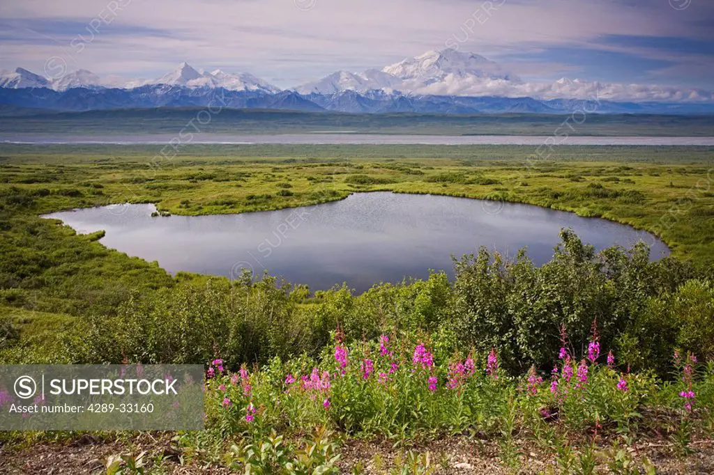 A kettle pond amidst the summer tundra MtMcKinley in the background Denali National Park Alaska