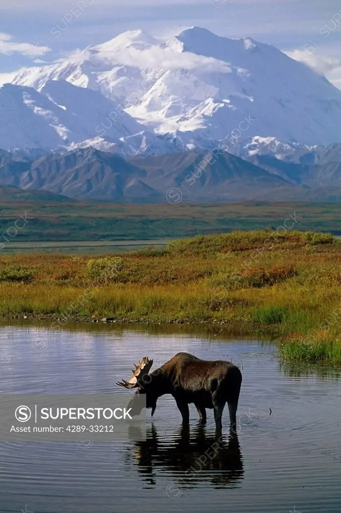 Bull Moose in Tundra Pond Mt McKinley Denali NP Int AK