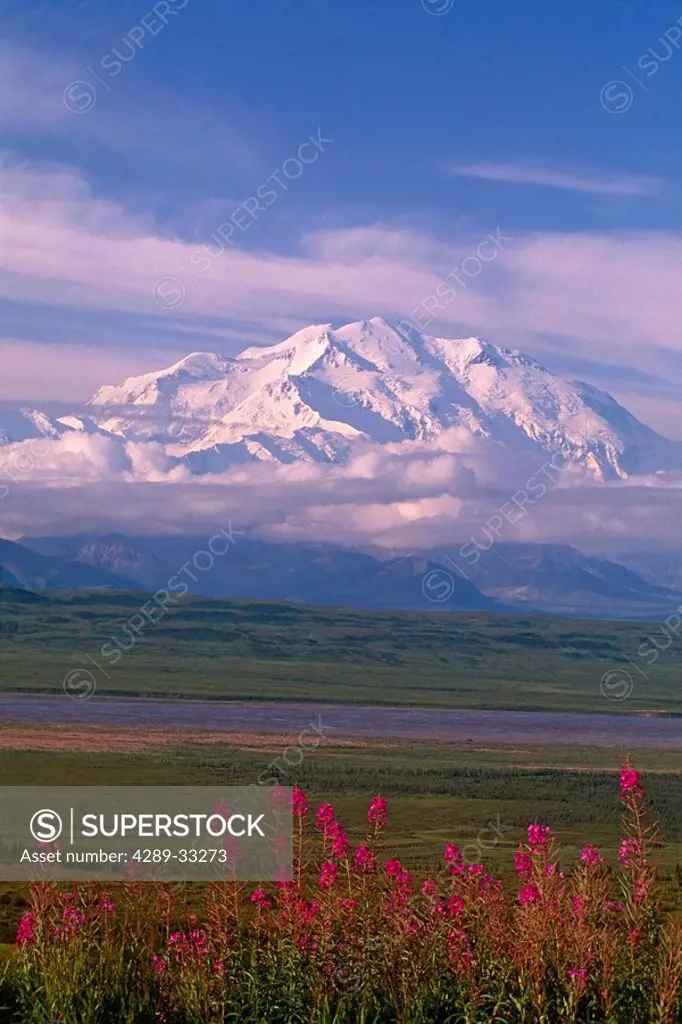 Mt McKinley Fireweed in Foreground summer Denali AK National Park Alaska Interior
