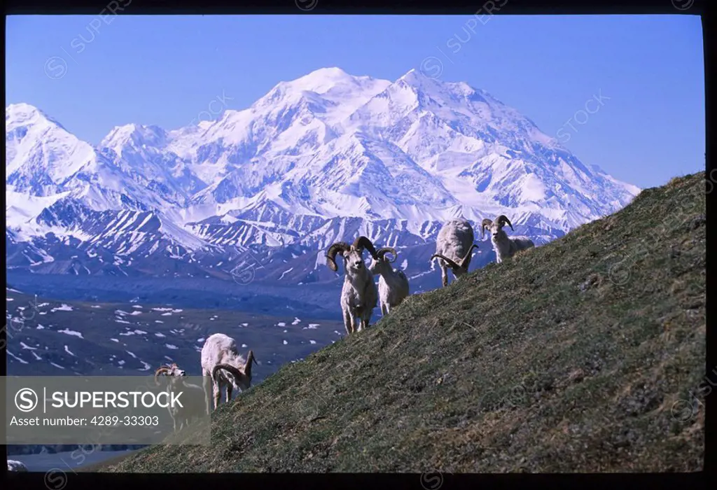 Dall Sheep Ram Mt McKinley Denali Natl Park Interior AK summer scenic