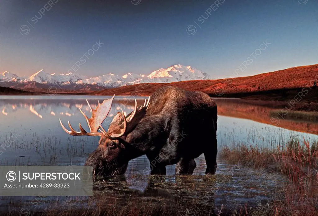 Moose Eating Wonder Lake Mt McKinley Digital Composite Denali NP Int AK