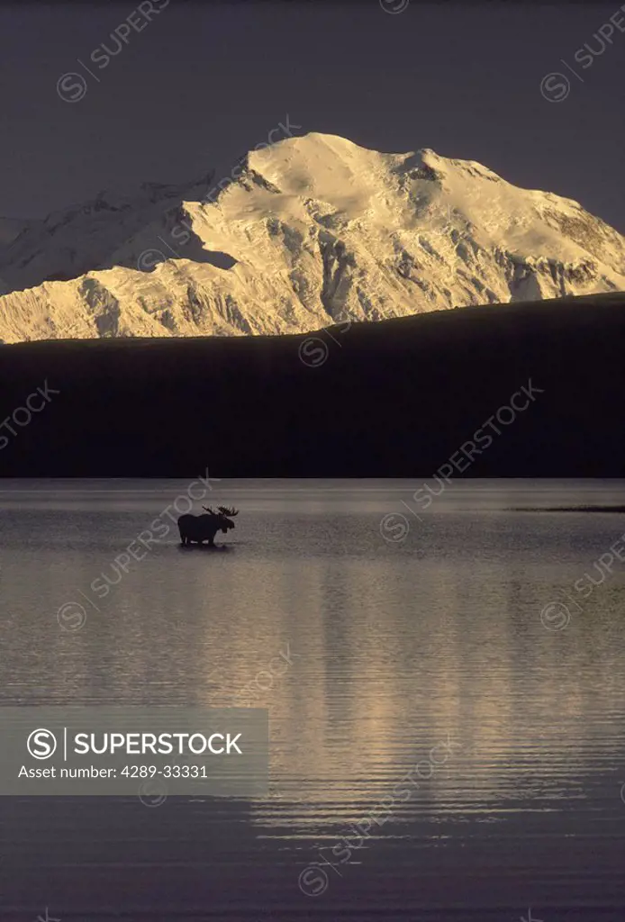 Moose standing in Wonder Lake Mount McKinley Summer Interior Alaska