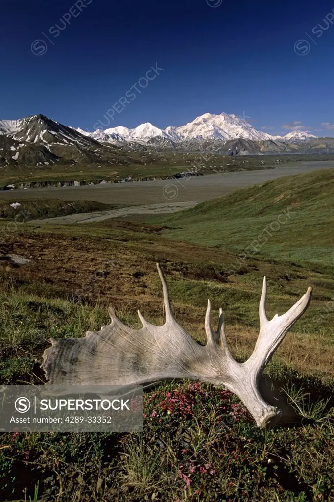 Moose Antler on Tundra w/Mt McKinley Denali NP AK IN Summer