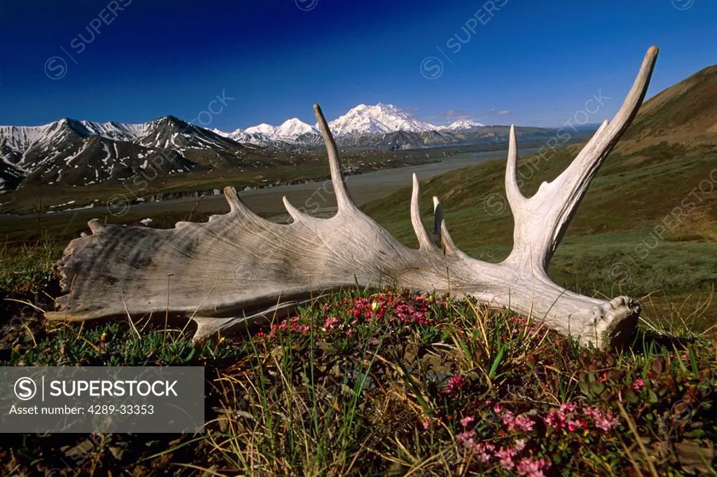 Moose Antler on Tundra w/Mt McKinley Denali NP AK IN Summer
