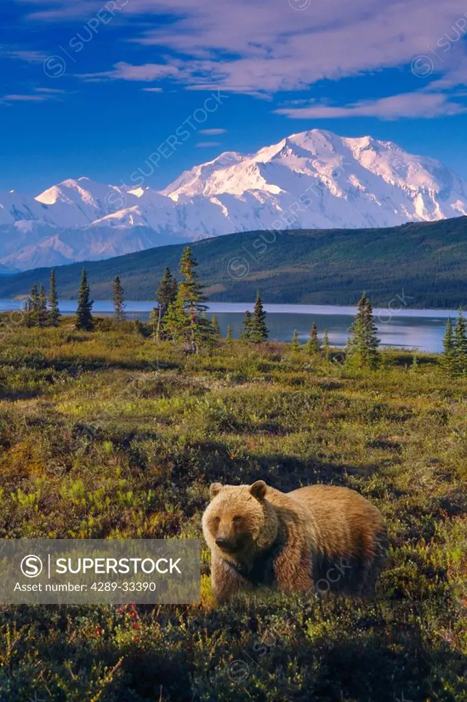 Brown bear on tundra near Wonder Lake w/Mt McKinley Denali National Park Interior Alaska Composite