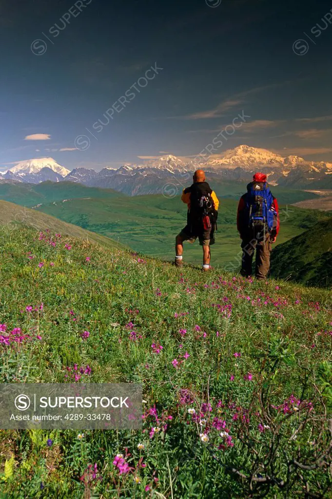 Hikers on Tundra in Denali State Park SC Alaska Summer w/Mt McKinley background