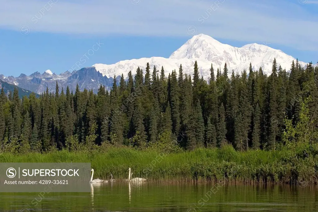 Pair of Trumpeter swans with cygnets on Byers lake with Denali in the background Summer Interior Alaska