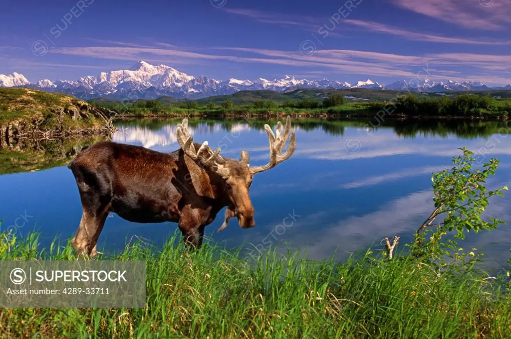 Moose standing at shoreline of unnamed lake with Mt.McKinley in the background Interior Alaska Composite
