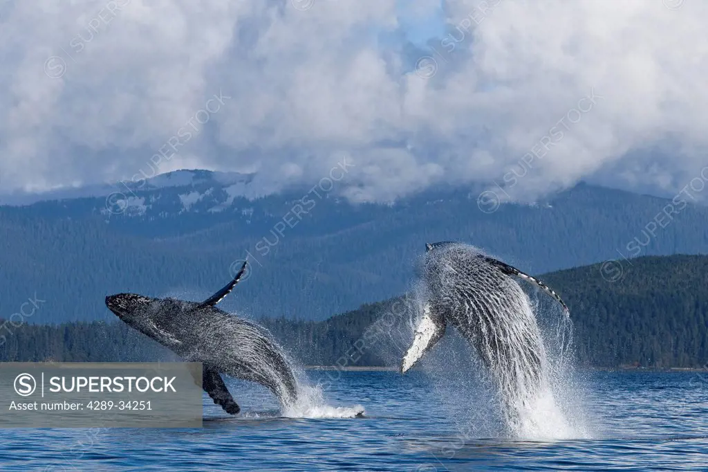 Two Humpback whales breach from the waters of Lynn Canal, Inside Passage, Southeast Alaska, Summer. Composite