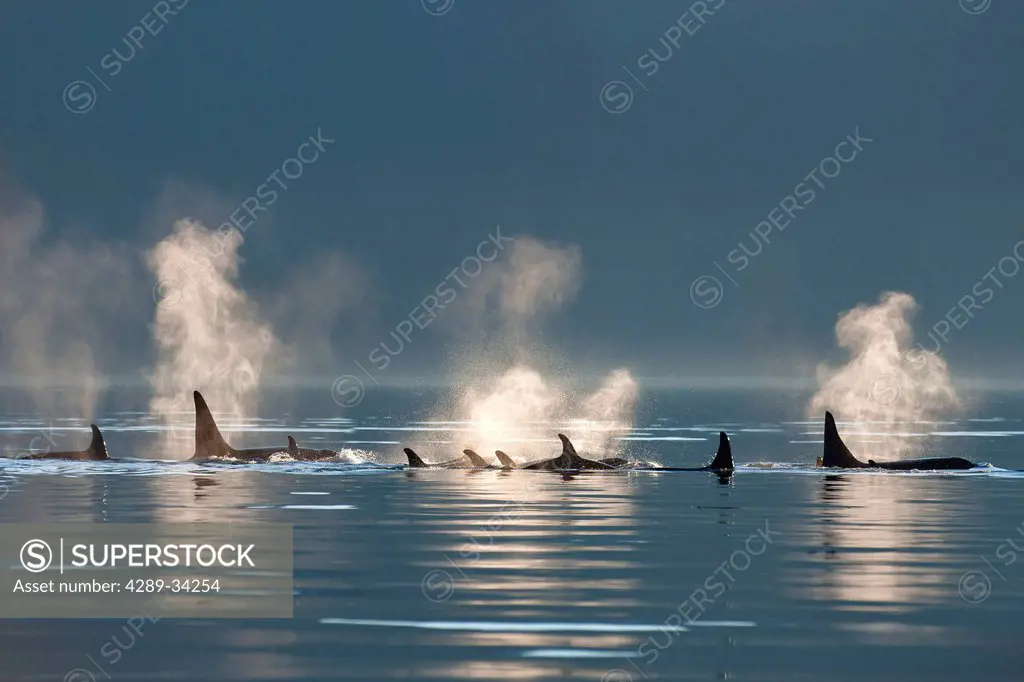 A group of Orca surface in the calm waters of Lynn Canal, Inside Passage, Southeast Alaska, Summer. Composite