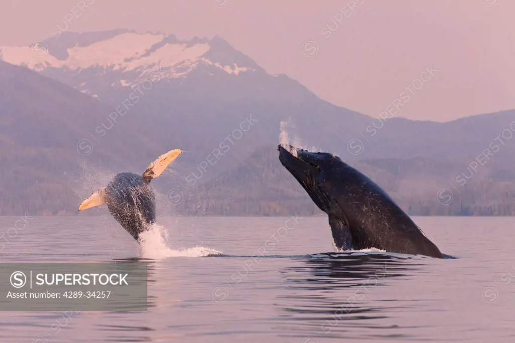 Female humpback whale and her calf leap from the calm waters of Frederick Sound at sunset with Admiralty Island in the distance, Inside Passage, South...