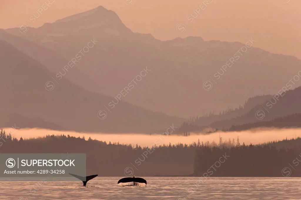 Humpback whales dive showing their tails at sunrise in Frederick Sound, Inside Passage, Coastal Range, Southeast Alaska, Summer. Composite