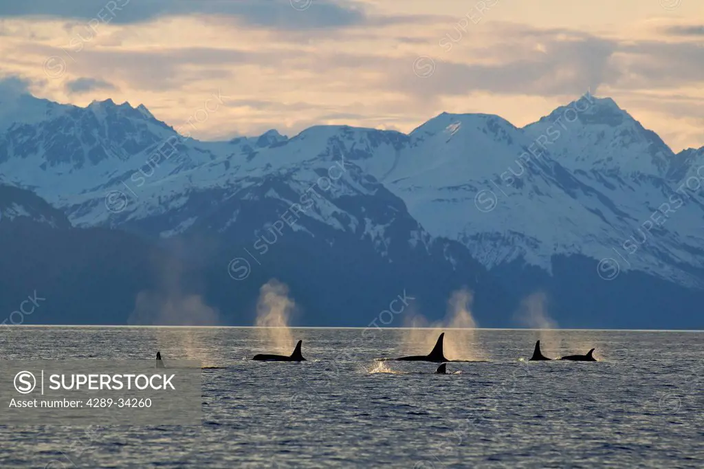 A group of Orca surface in Lynn Canal with the Chilkat Mountains in the background, Inside Passage, Southeast Alaska, Summer. Composite