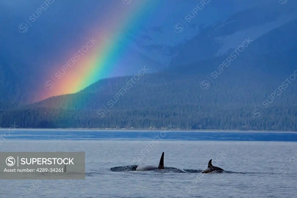 A group of Orca surface in Lynn Canal with rainshowers and a rainbow beyond, Coastal Range, Inside Passage, Southeast Alaska, Summer. Composite