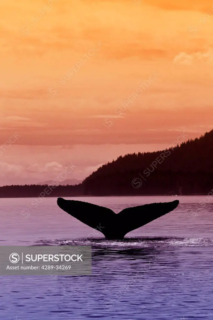 Silhouette of a humpback whale´s fluke as it returns to the depths of Seymour Canal at sunset, Admiralty Island beyond, Inside Passage, Tongass Nation...