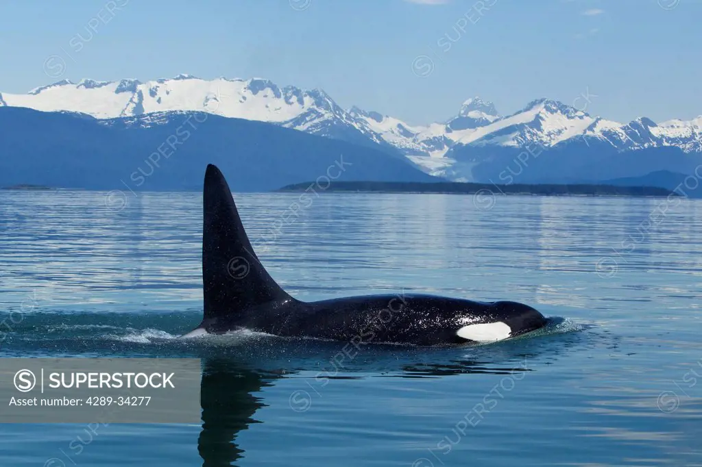 Adult male Orca Whale surfaces in the calm waters of Lynn Canal with Herbert Glacier and Coast Mountains in the distance, Inside Passage, Tongass Nati...