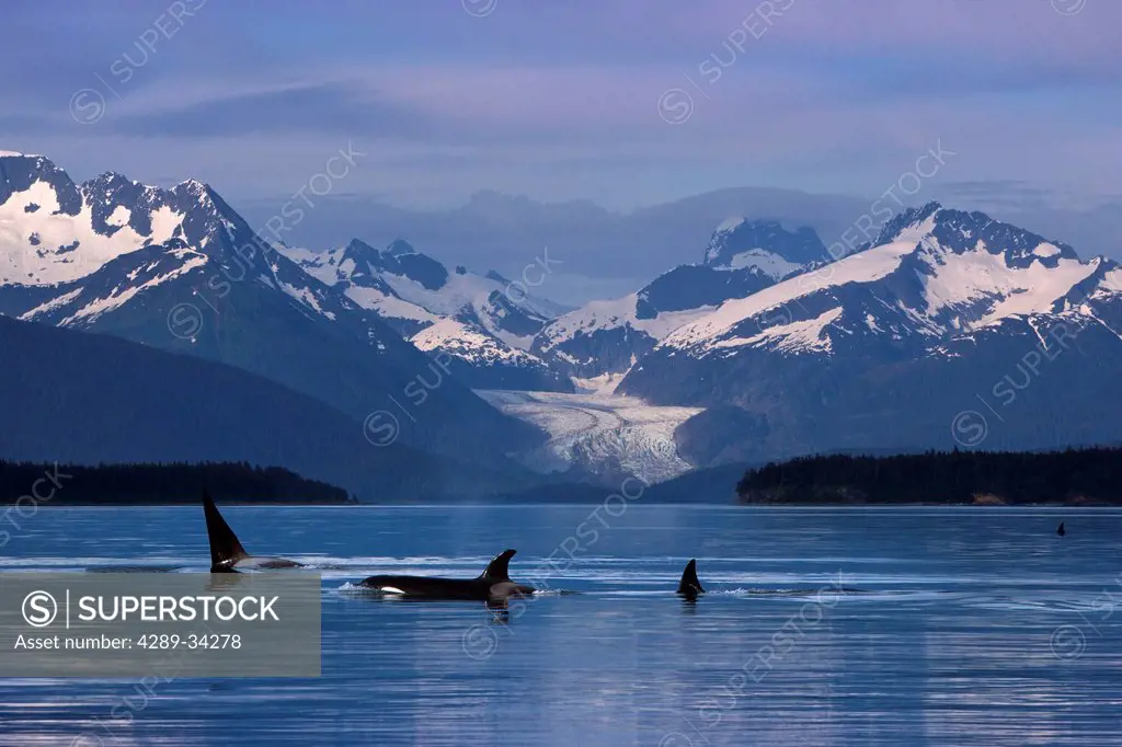 A group of Orca surface in the calm waters of Lynn Canal with Herbert Glacier and the Coastal Range in the background, Inside Passage, Tongass Nationa...