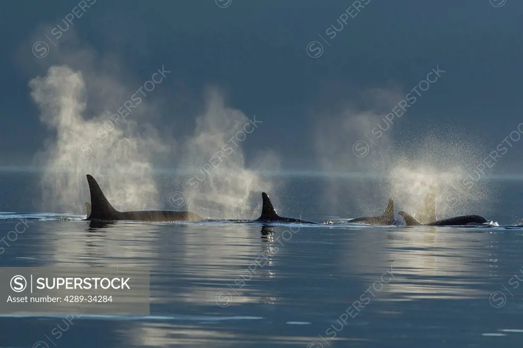 A group of Orca surface in the calm waters of Lynn Canal, Inside Passage, Southeast Alaska, Summer. Composite