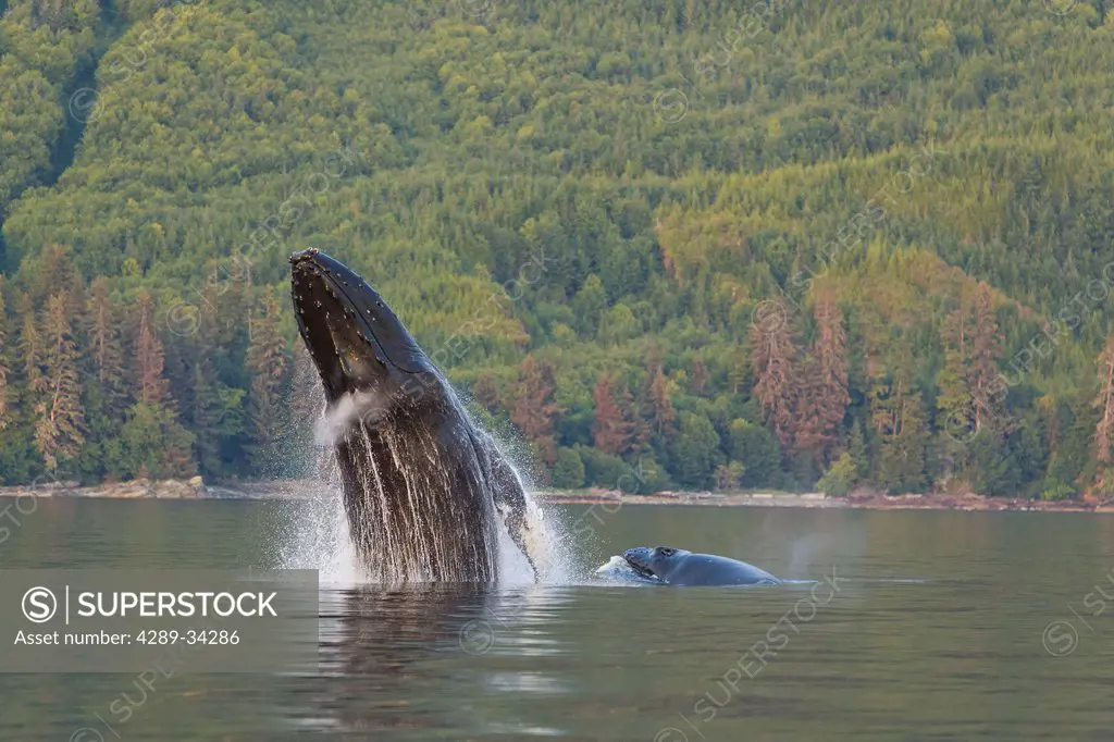 A Humpback Whale and her calf breaches from the calm waters of Frederick Sound with Admiralty Island in the distance, Tongass National Foerst, Inside ...
