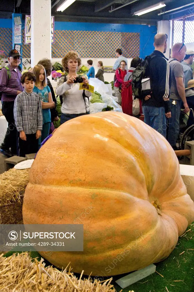 People viewing and photographing the winning giant pumpkin grown by Dale Marshall weighing 1101 pounds at the Alaska State Fair in Palmer, Matanuska_ ...