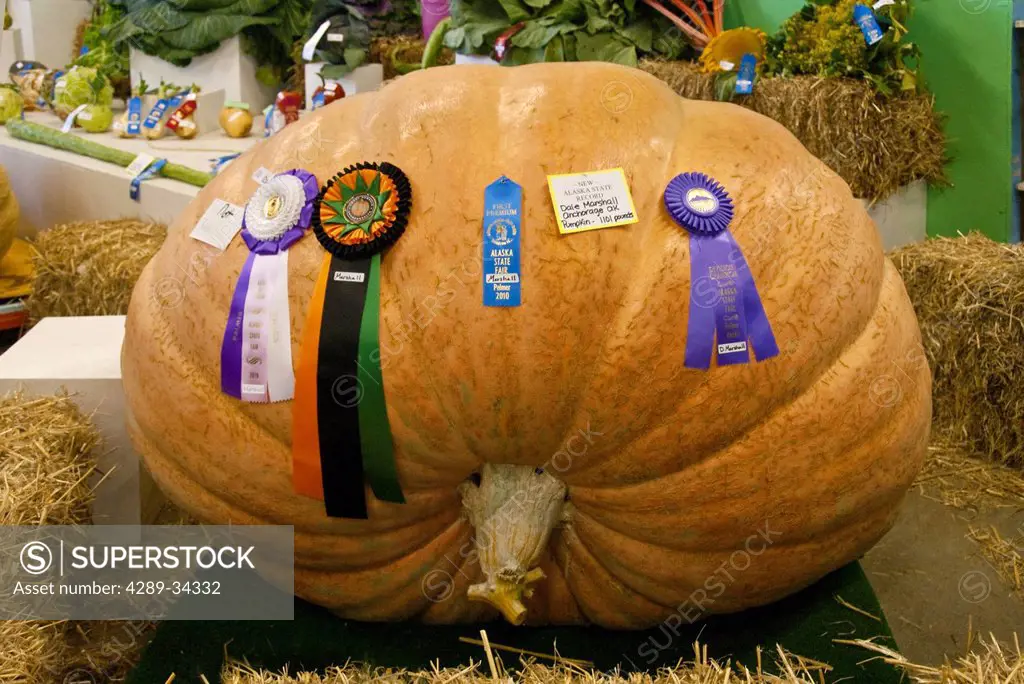 Winning giant pumpkin grown by Dale Marshall weighing 1101 pounds at the Alaska State Fair in Palmer, Matanuska_ Susitna Valley, Southcentral Alaska, ...