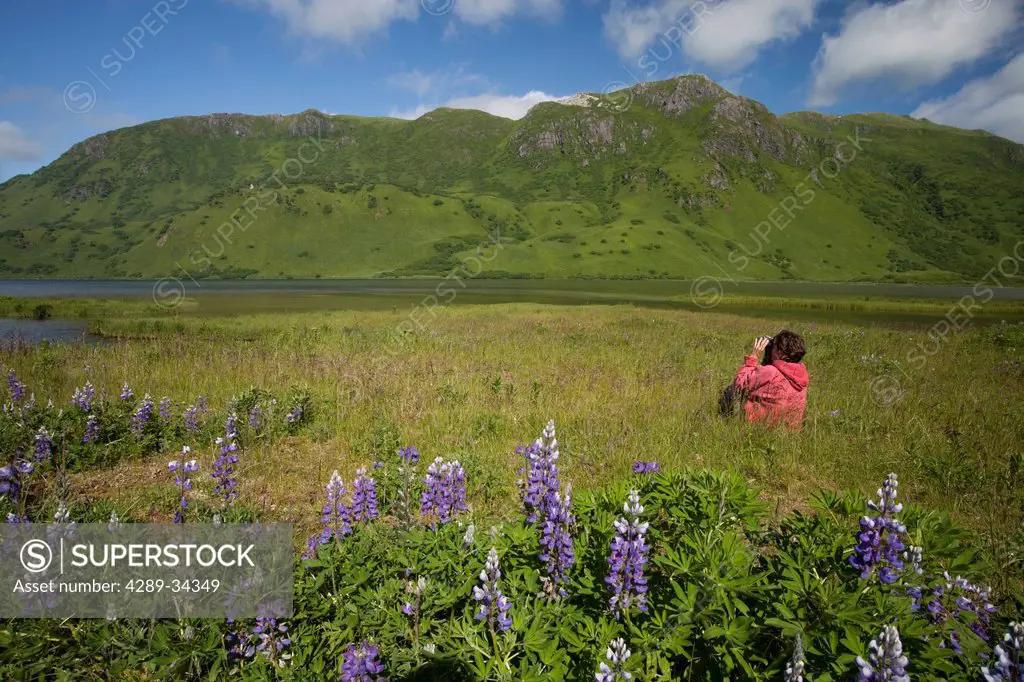 Woman enjoys outdoors and scenery amongst Nootka Lupine near Lake LaRose Tead, Pasagshak Bay Road, Chiniak Bay, Kodiak Island, Southwest Alaska, Summe...