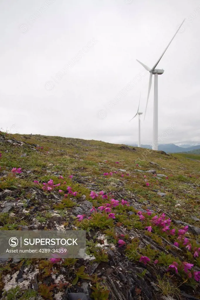 Pillar Mountain Wind Project wind turbines stand on Pillar Mountain on an overcast day, Kodiak Island, Southwest Alaska, Summer