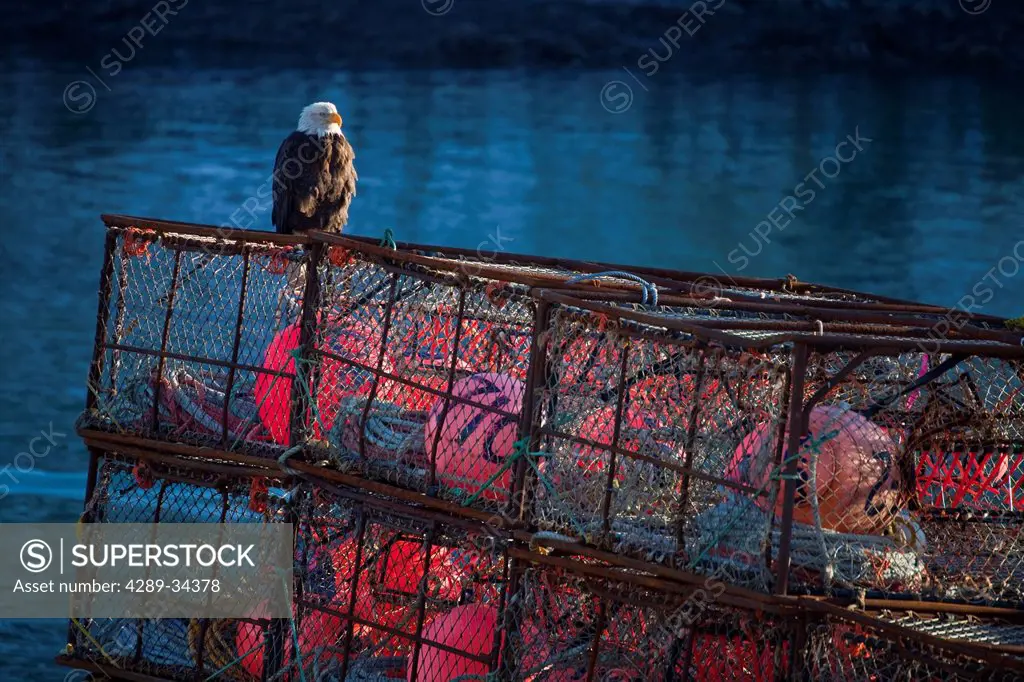 Bald eagle perched on a crab pot near the Channel Transient Float in downtown Kodiak, Southwest Alaska, Winter