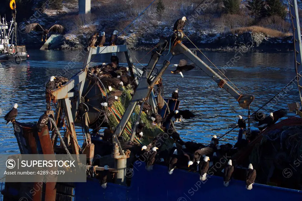 Bald eagles gather en masse to pick bits of fish from a commercial fishing net aboard a dragger also called a stern trawler, Southwest Alaska, Winter