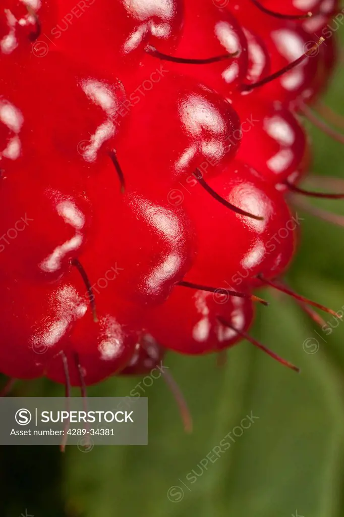Macro view of raspberry plant, Kodiak, Southwest Alaska, Summer