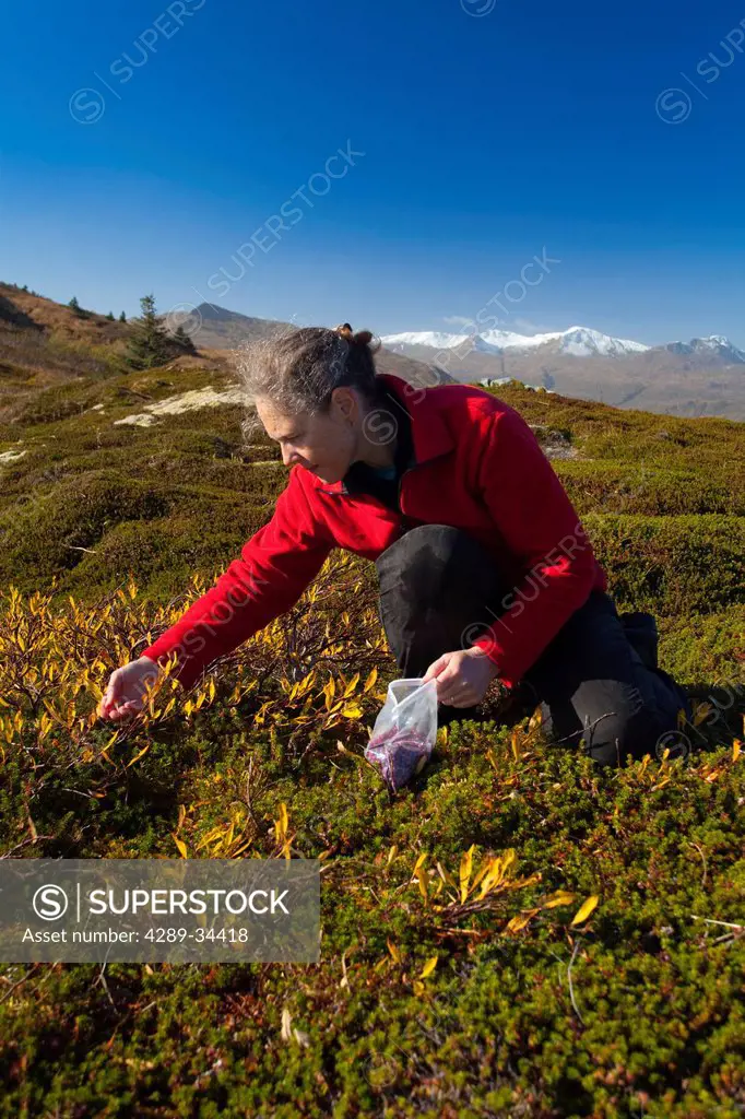 Woman picking berries at Heitman Lake along Chiniak Highway, Kodiak Island, Southwest Alaska, Fall