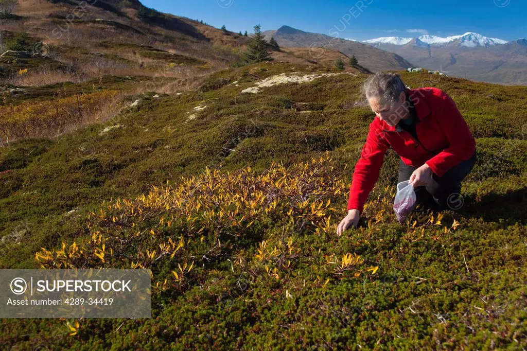 Woman picking berries at Heitman Lake along Chiniak Highway, Kodiak Island, Southwest Alaska, Fall
