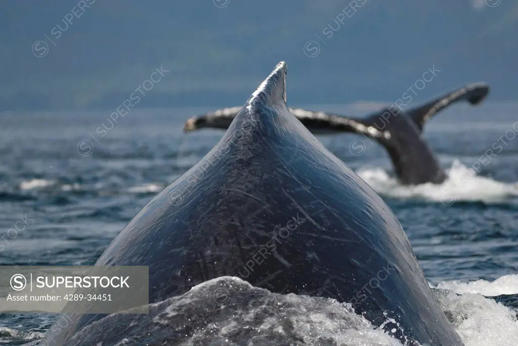 Close up of Humpback Whales surfacing in Frederick Sound, Inside Passage, Southeast Alaska, Summer