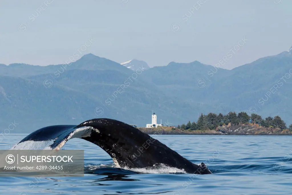 Humpback whale diving with fluke visible and Five Finger Lighthouse in the background, Frederick Sound, Inside Passage, Southeast Alaska, Summer