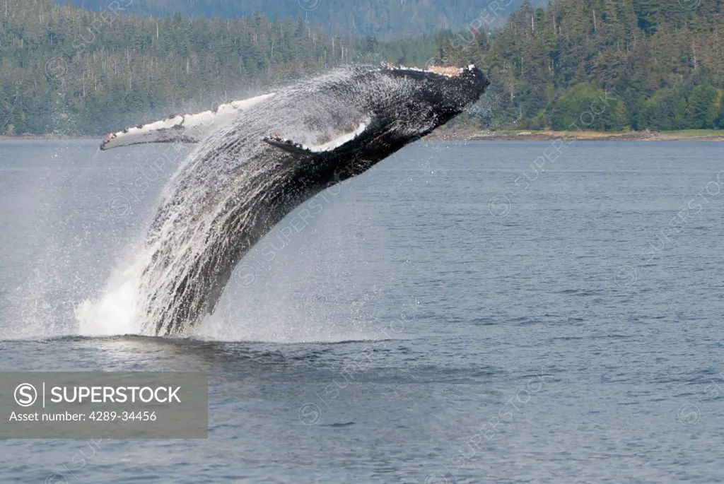 Humpback Whale breaching in Frederick Sound, Inside Passage, Southeast Alaska, Summer