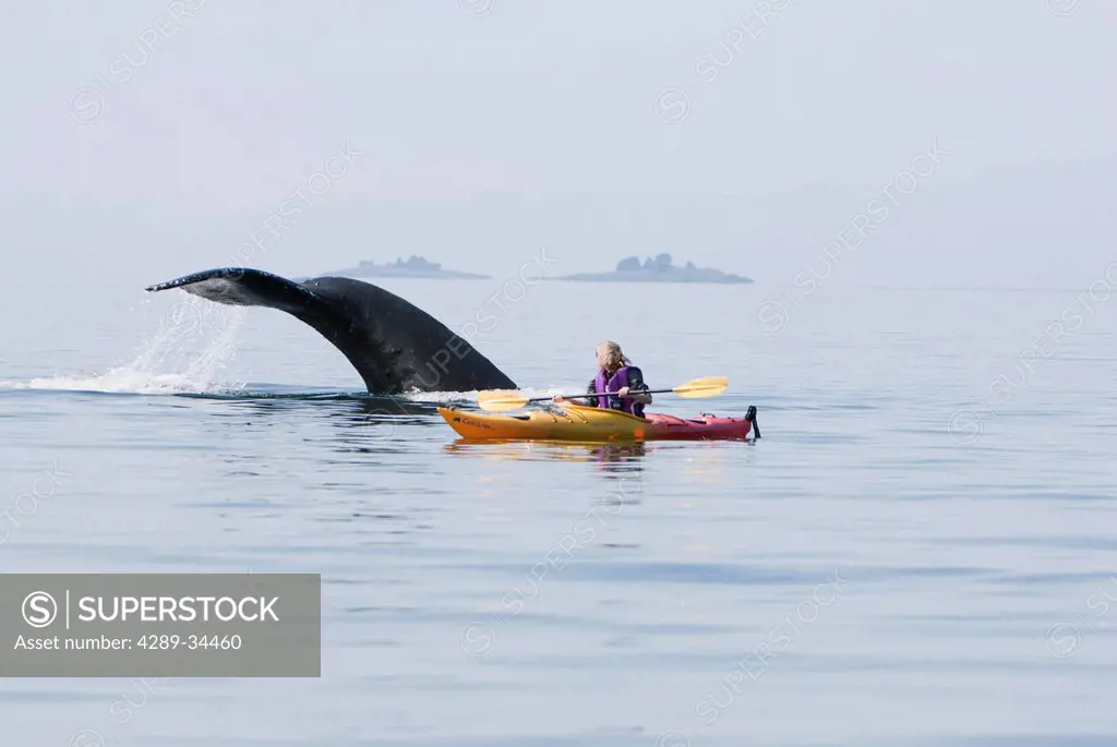 Humpback whale surfaces near a woman sea kayaking in Frederick Sound, Inside Passage, Southeast Alaska, Summer