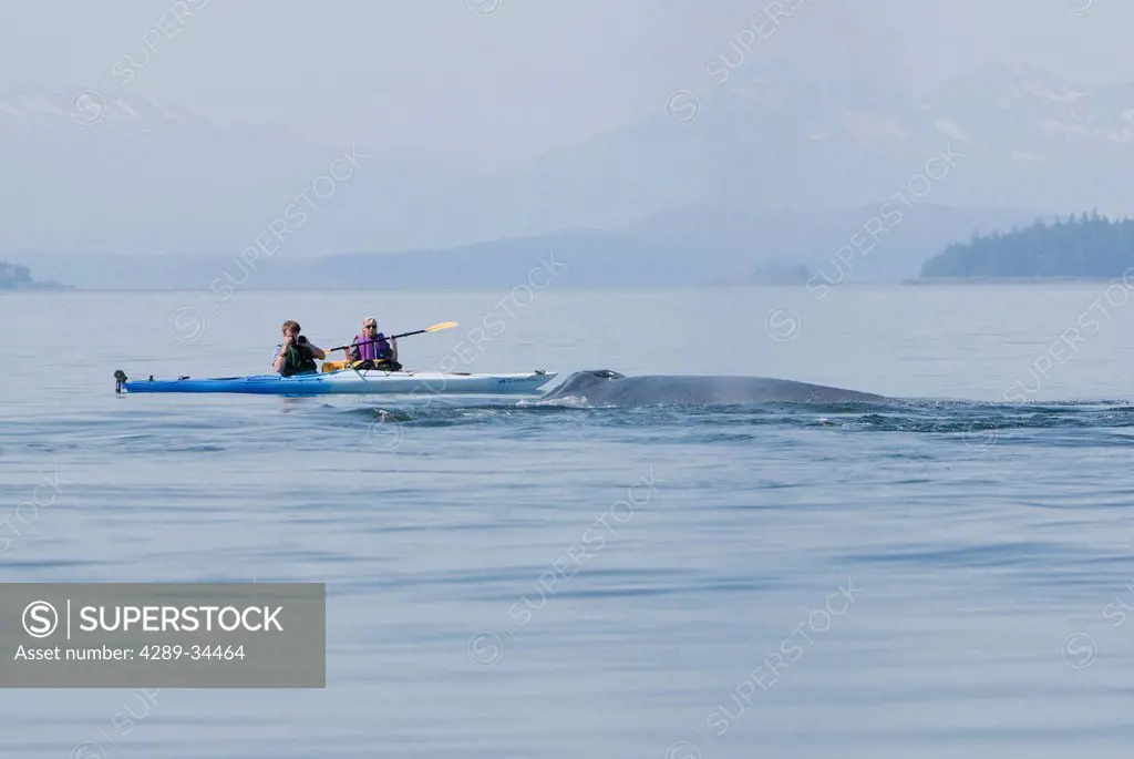 Humpback whale surfaces near sea kayakers in Frederick Sound, Inside Passage, Southeast Alaska, Summer