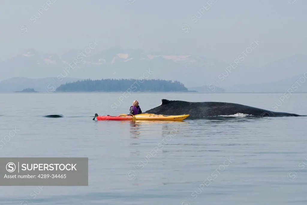 Humpback whale surfaces near a woman sea kayaker in Frederick Sound, Inside Passage, Southeast Alaska, Summer