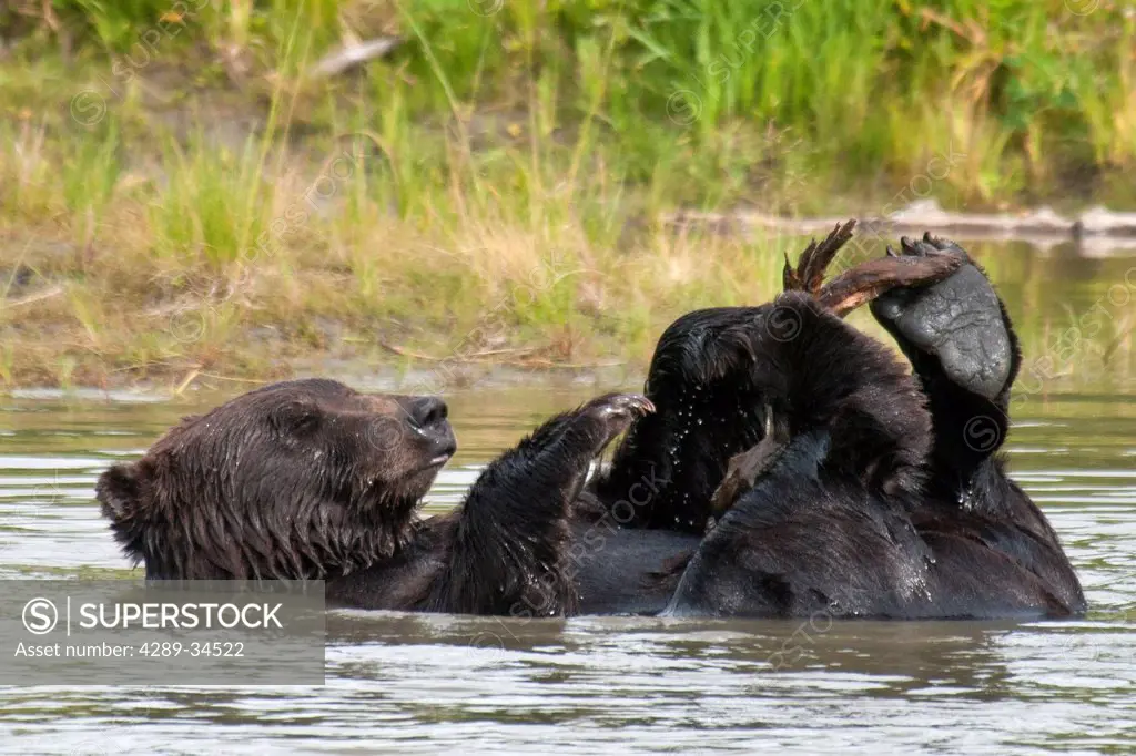Brown bears play in a pond at the Alaska Wildlife Conservation Center, Southcentral Alaska, Summer